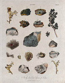 lichen