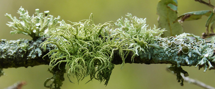 lichen branch