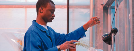 Male postgraduate student studying in one of the Plant Sciences greenhouses, Sutton Bonington Campus