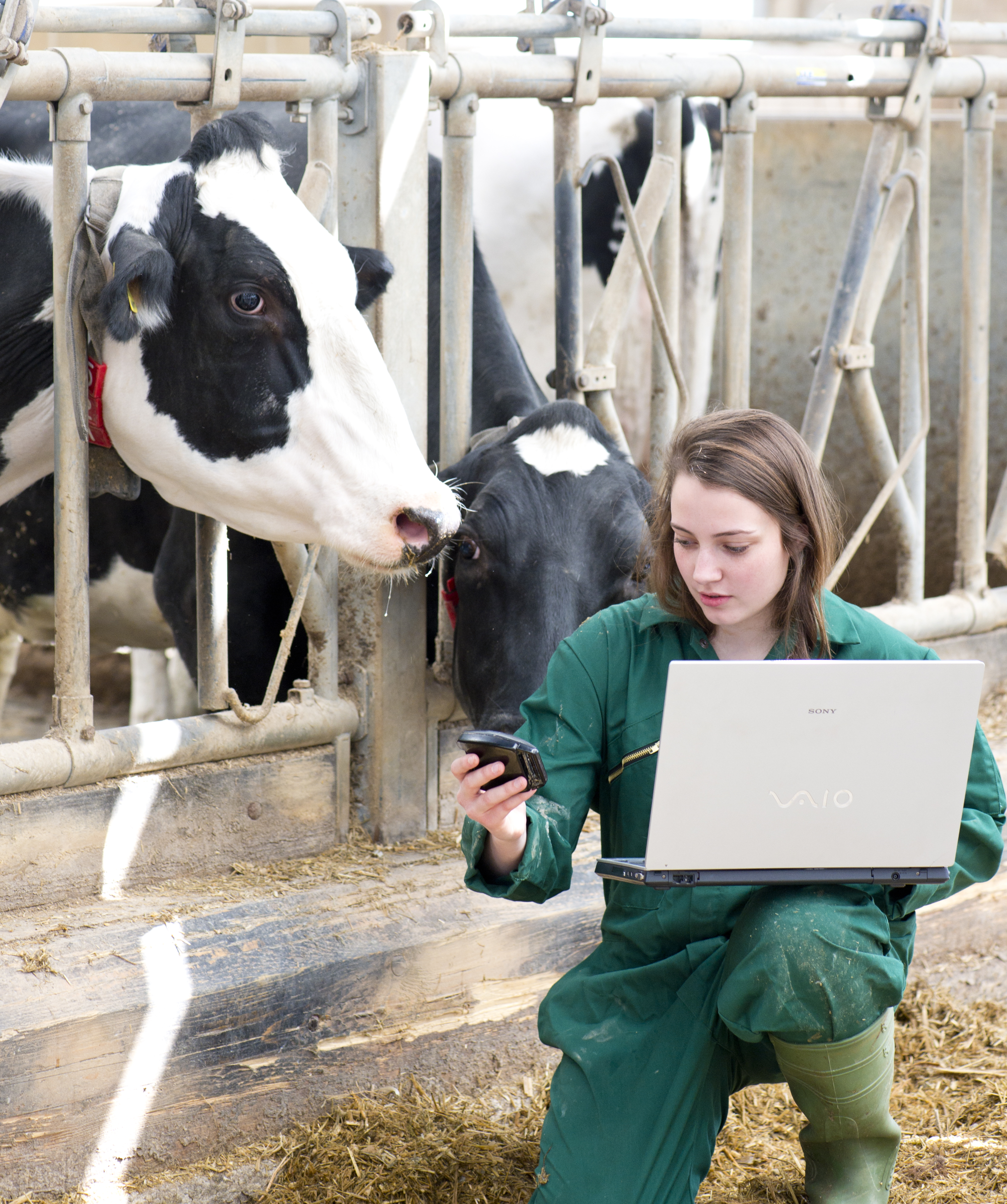 Student with laptop kneeling in barn in front of cows