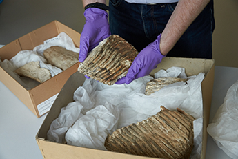 Close up of a volunteer handling archaeological artefacts from the Museums collections