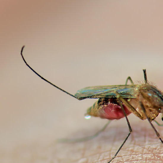 Malaria Mosquito