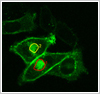 Live cell imaging