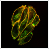 Live cell imaging