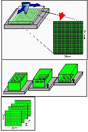 confocal microscopy