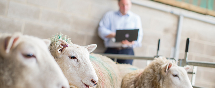 Researcher with laptop analysing sheep in a barn