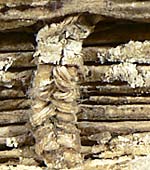 Spine of WLC Lm 7, before conservation