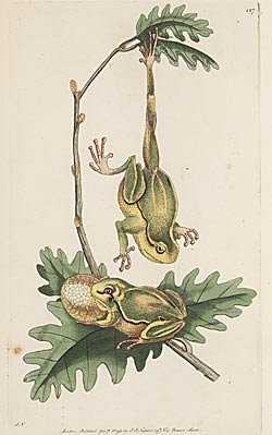 Coloured illustration of the Tree Frog, from George Shaw's 'Naturalists' miscellany', 1789-1813. Special Collection, classmark QL46.S4
