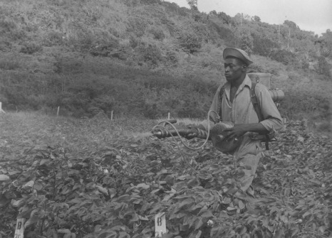Photograph of insecticide spraying of cotton plants in Antigua, 1958 (Ref: CRC image 2)