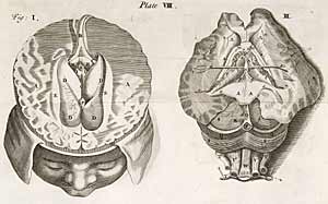 Diagram showing dissection of brain