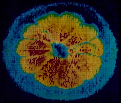 Colour MRI image of a cross-section through a lemon.  This image is from the papers of Raymond Andrew, held by Manuscripts and Special Collections.  Document reference PRA/5/2/2/10.