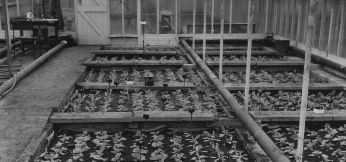 Photograph of plantlets in a heated greenhouse, Sutton Bonington campus; taken 1962. Ref:UMP-5-359