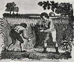Illustration showing two reapers at work in a field, published 1898