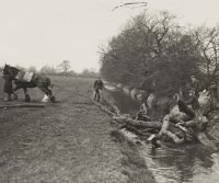 Black and white photograph showing a group of men using a horse to pull a fallen tree out of a river.