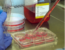 Gloved hands dispensing red liquid from a pipette into a small container