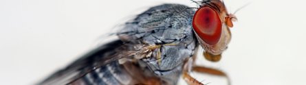 A fruit fly similar to those magnetically-levitated by Nottingham scientists
