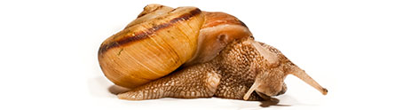 snail pr