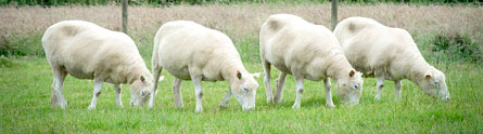 Nottingham Dollies prove cloned sheep can live long and healthy lives - The  University of Nottingham