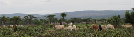 African-Cattle-PR