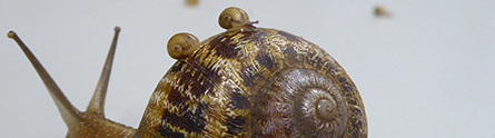 snailbabiespr