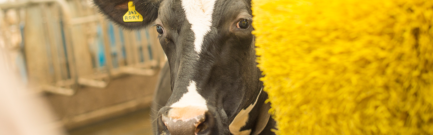 Animal Nutrition PGDip - The University of Nottingham