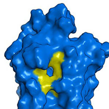 Side view of a molecular model of a G-protein coupled receptor