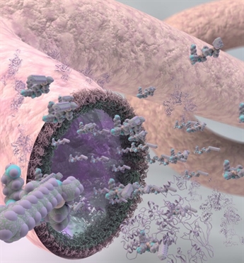 Peptide-protein co-assembly into vascular like capillaries