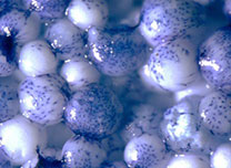 polymermicroparticles-with-mammalian-cells-web