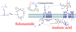 The natural products, solonamide and (+)-ambuic acid are capable of modulating the agr quorum sensing system in Staphylococcus aureus