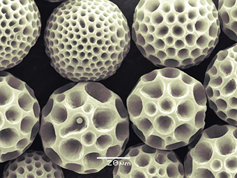 Biodigradable dimpled microparticles-web