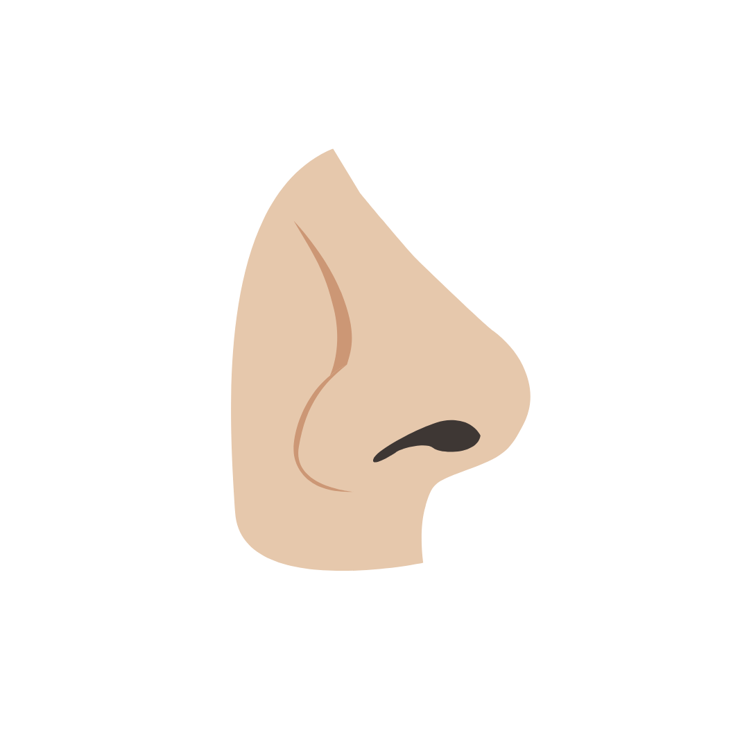 Illustration of a pale nose