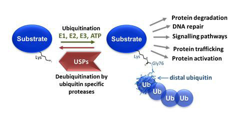 Schematic representation of ubiquitination and deubiquitination that regulates virtually all cellular events.