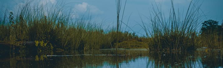 Image of a wetland in low light