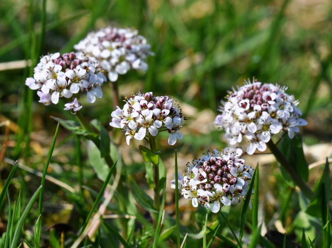 ISPennycressPlant0223DH