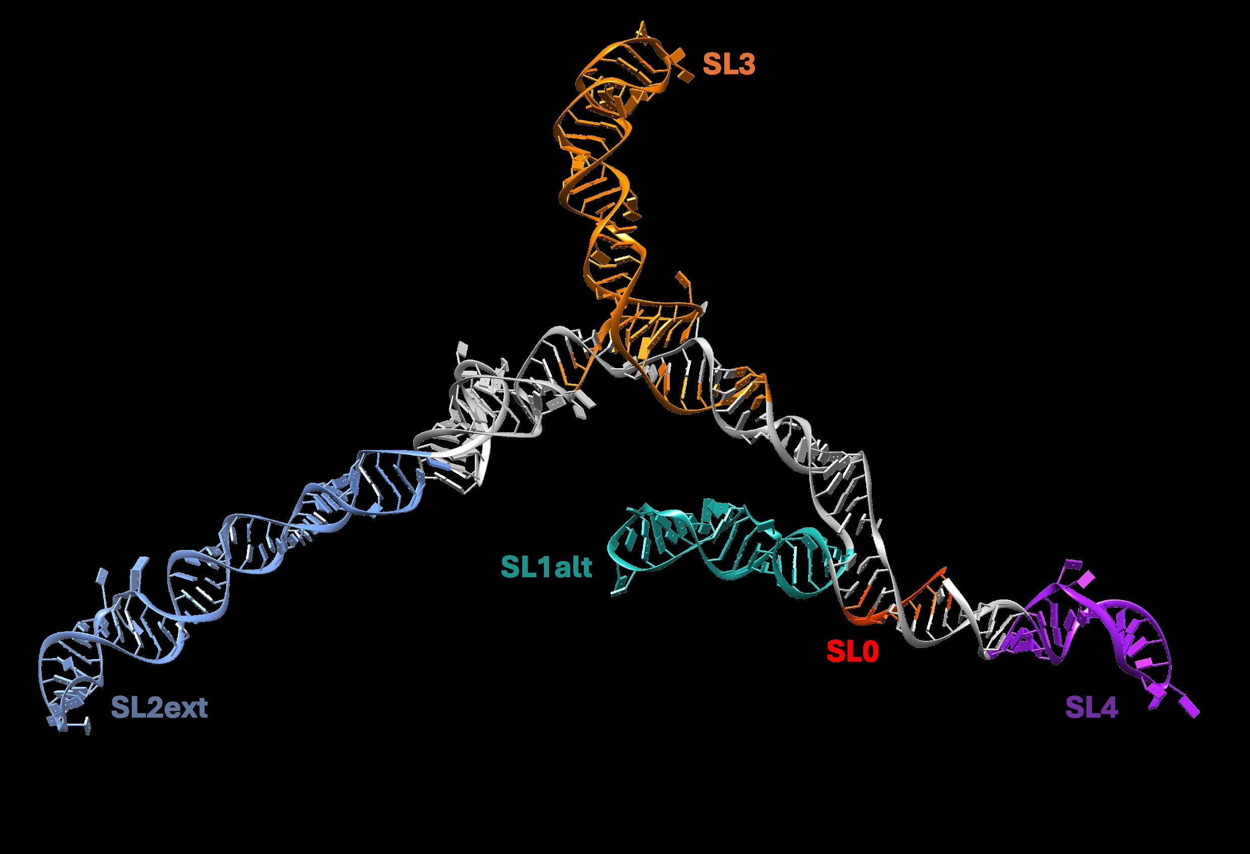 7SK RNA