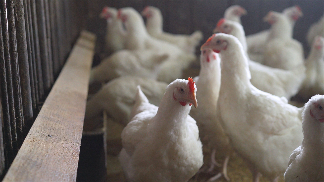 News Nottingham scientists help to battle bird flu outbreaks in UK