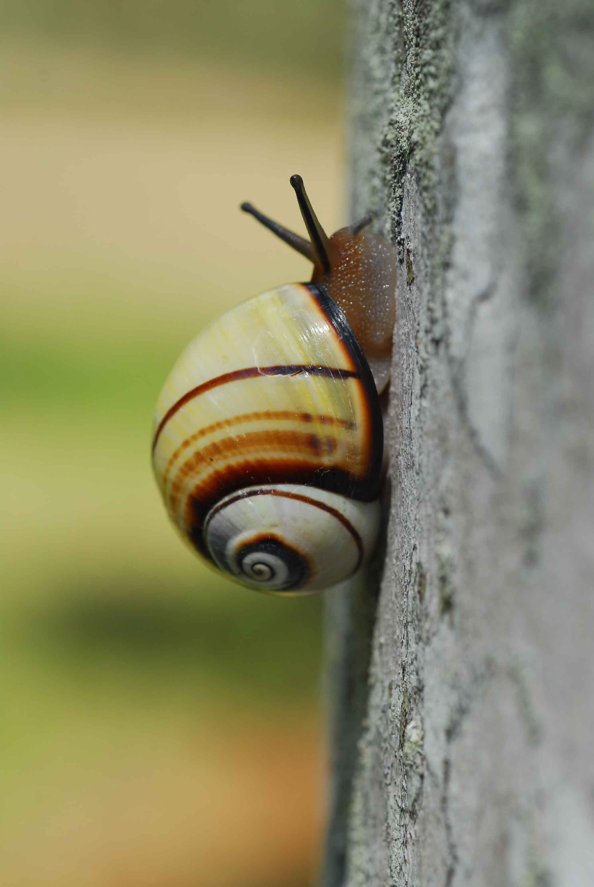 News World’s most beautiful endangered snail crowned Mollusc of the