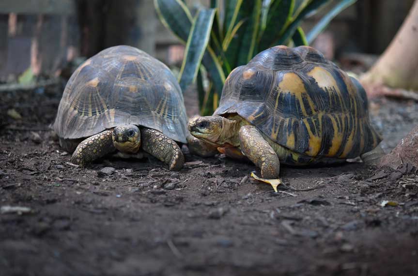 Date-unknown_Radiated-Tortoise_CopyrightC---Web
