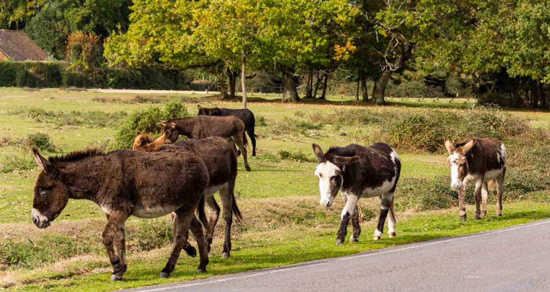 News Parasitic disease affecting donkeys is detected in the UK for