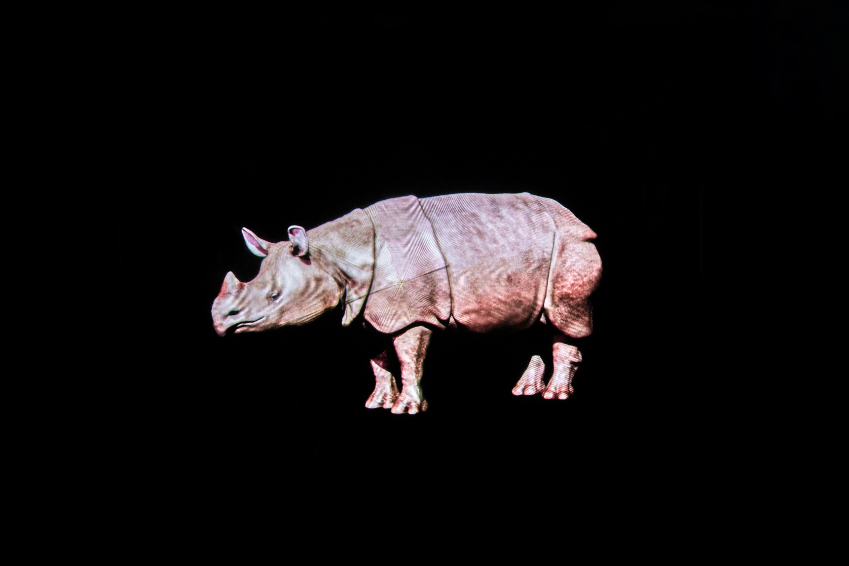 Holographic image of a Javan rhino to raise awareness of critically endangered animal