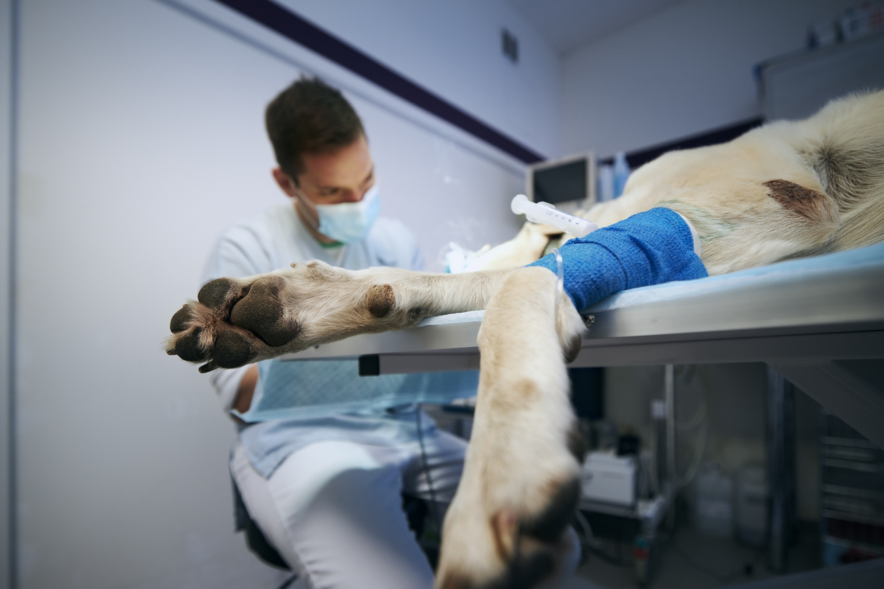 animal being treated by a vet on a table