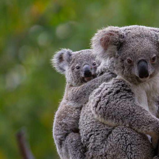 Credit San Diego Colony