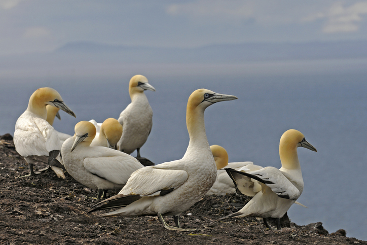 Northern Gannets