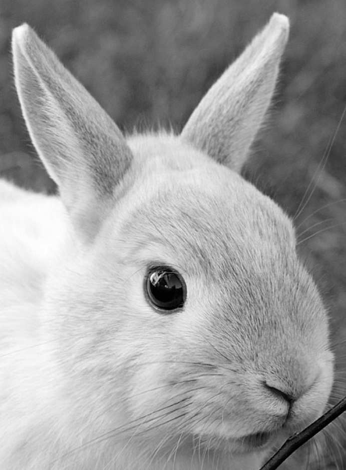 News - Cute rabbit survey uncovers most popular bunny face - University