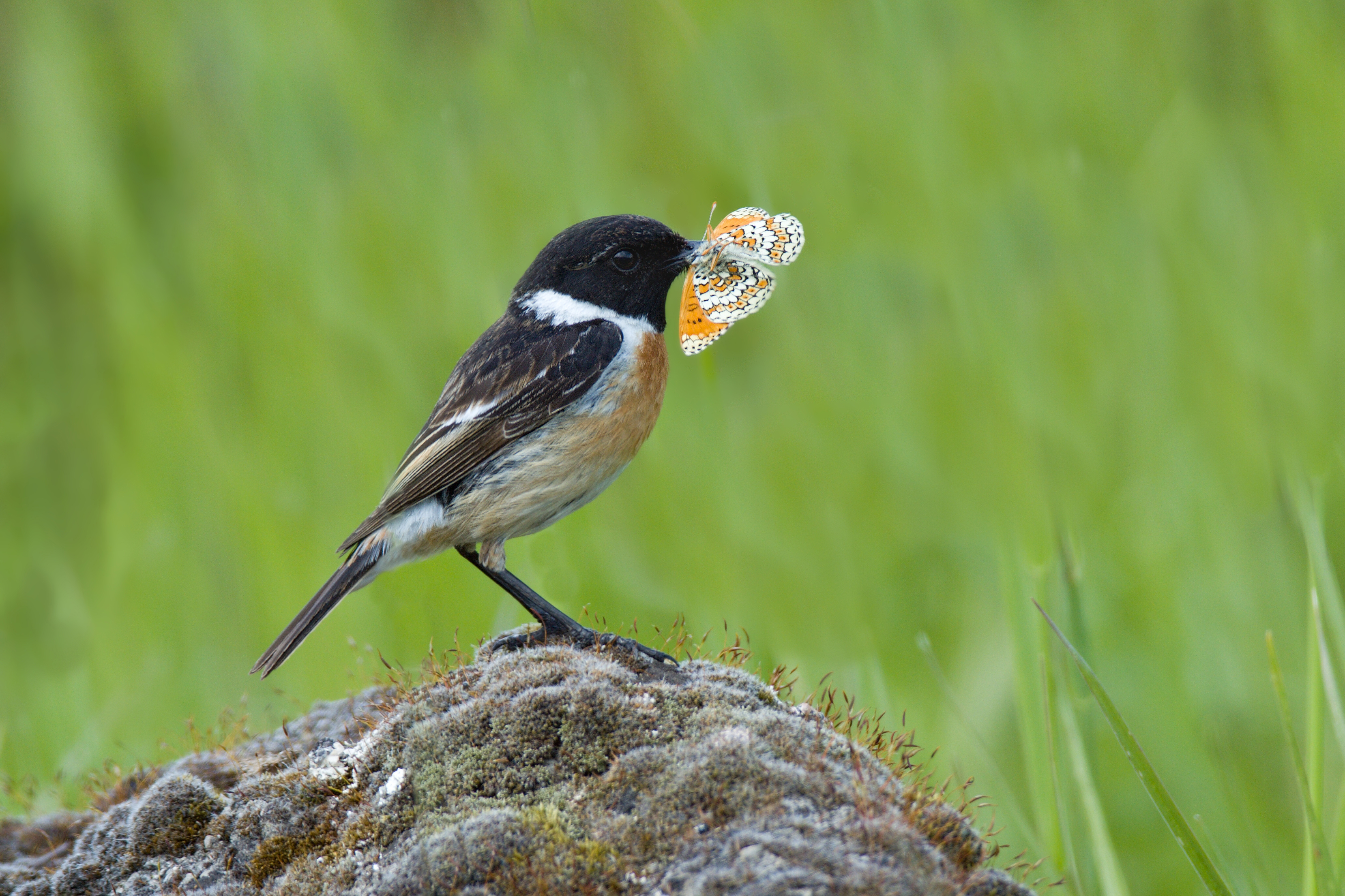 Saxicola rubicola_copyright_with_permission_Stansislav_Harvancik_1 copy