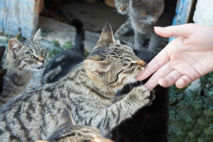 News - Cat neutering could be the answer to tackling animal hoarding, says  a new study - University of Nottingham