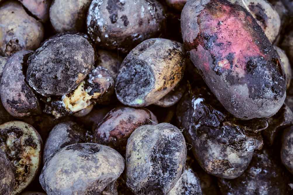Five food waste facts that are hard to swallow WWF South Africa