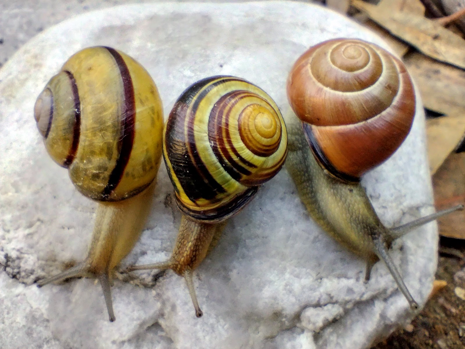 lefty snail in middle