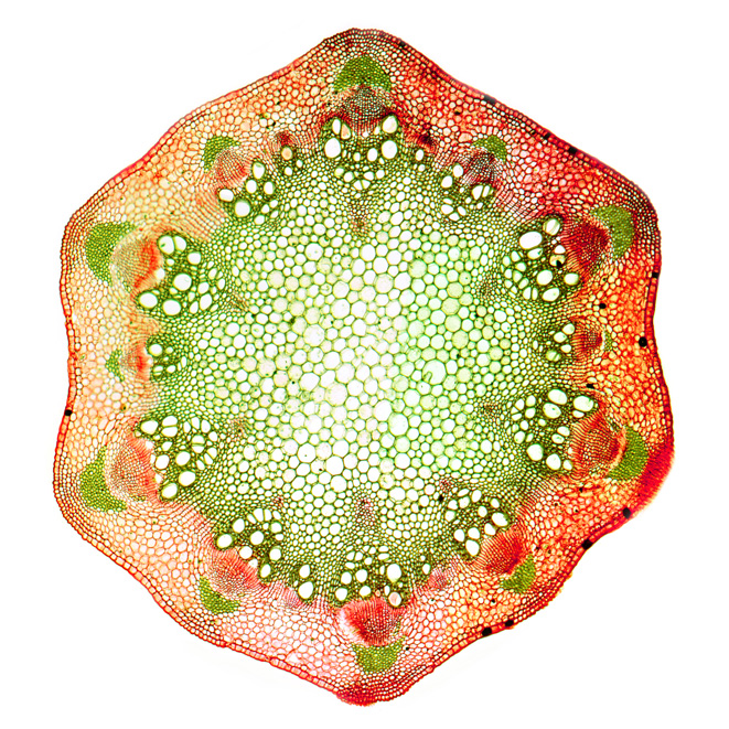 Chloranthus-inconspicuus-(T.S-Stem)-web