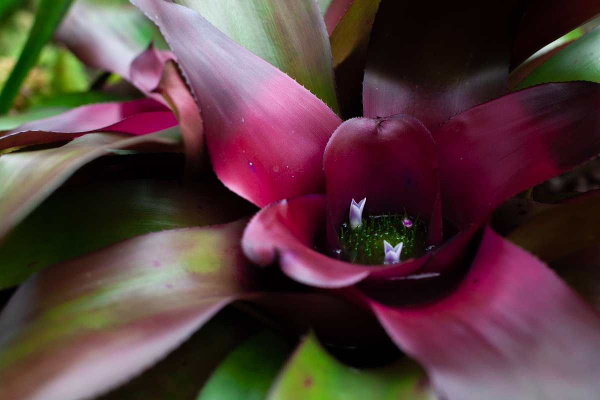 Flowering Bromeliad